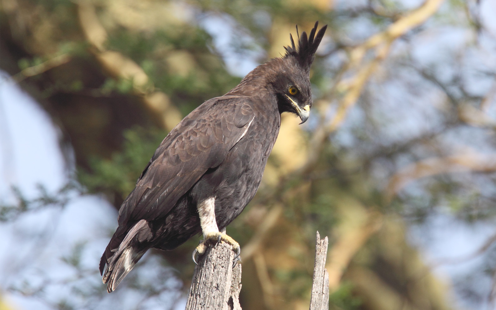 image Long-crested Eagle